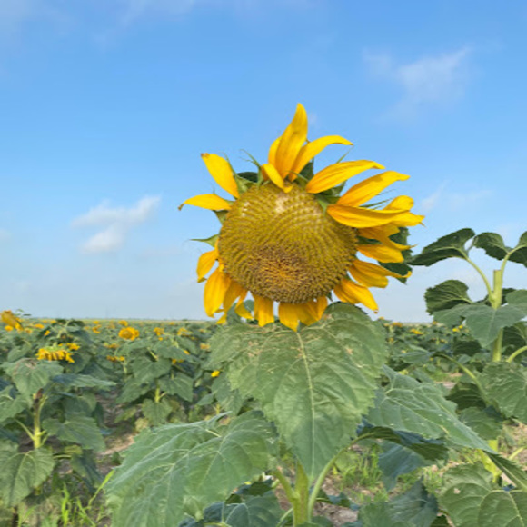 Meet your Posher, A - Picture 1 of 1